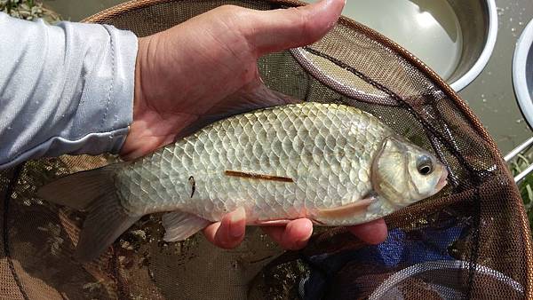 圖片點擊可在新窗口打開查看