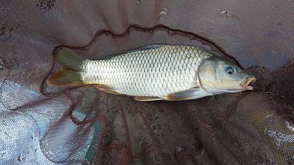 圖片點擊可在新窗口打開查看