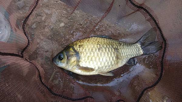 圖片點擊可在新窗口打開查看