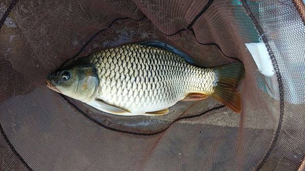 圖片點擊可在新窗口打開查看