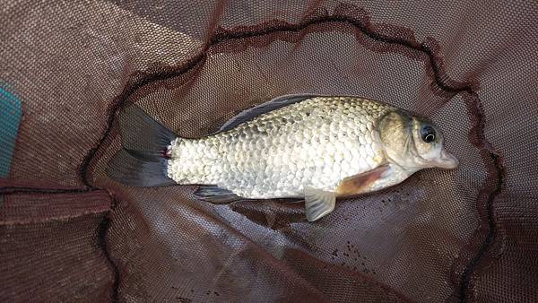 圖片點擊可在新窗口打開查看