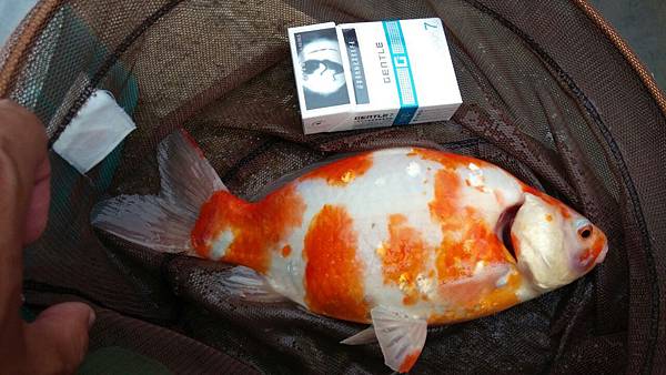 圖片點擊可在新窗口打開查看