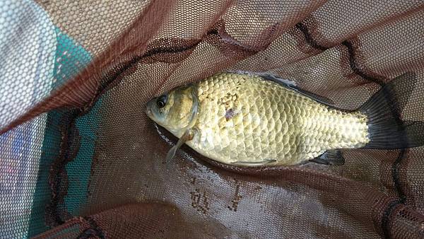 圖片點擊可在新窗口打開查看