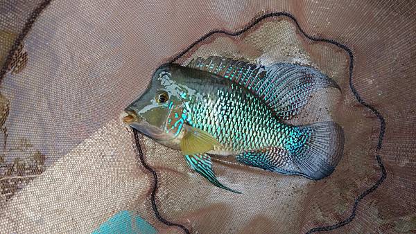 圖片點擊可在新窗口打開查看