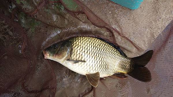 圖片點擊可在新窗口打開查看