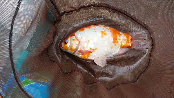 圖片點擊可在新窗口打開查看