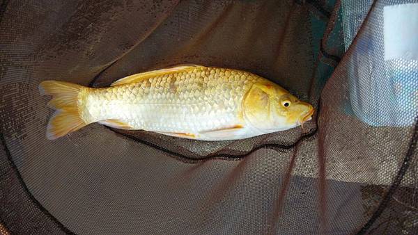 圖片點擊可在新窗口打開查看