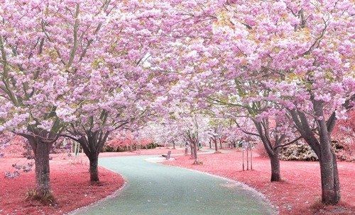 东京樱花  Photography 攝影特區