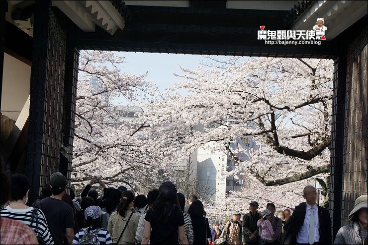 《2018/3/26东京赏樱sng》千鸟ヶ渊&北の丸公园&靖国神社最新花况