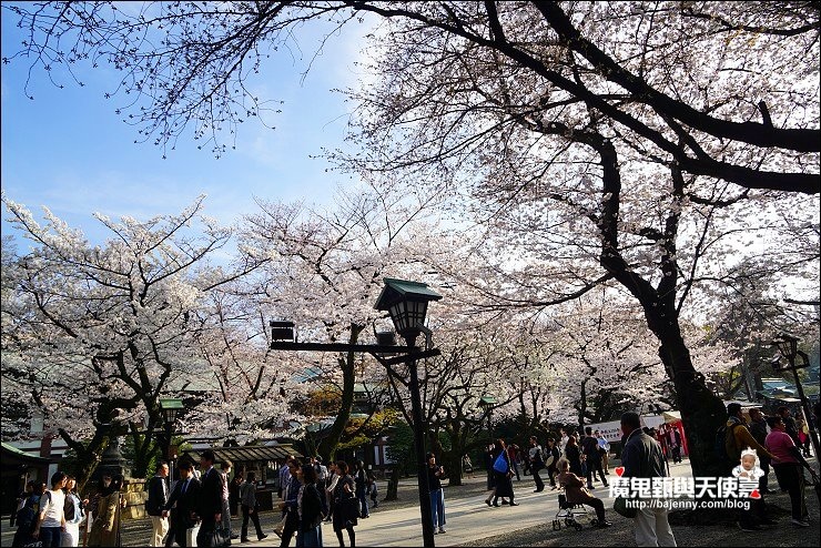 《2018/3/26东京赏樱sng》千鸟ヶ渊&北の丸公园&靖国神社最新花况