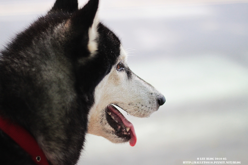 找家.JPG 找家.JPG