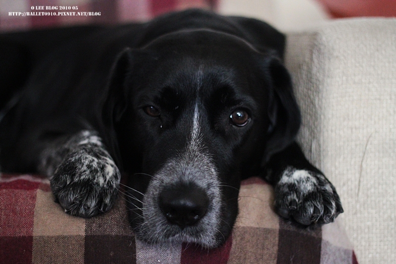 金剛.JPG 金剛.JPG