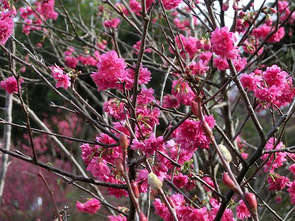 CIMG1856.JPG CIMG1856.JPG