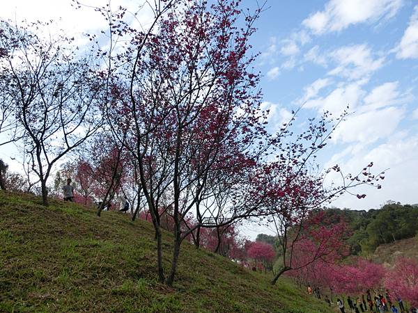 CIMG1870.JPG CIMG1870.JPG