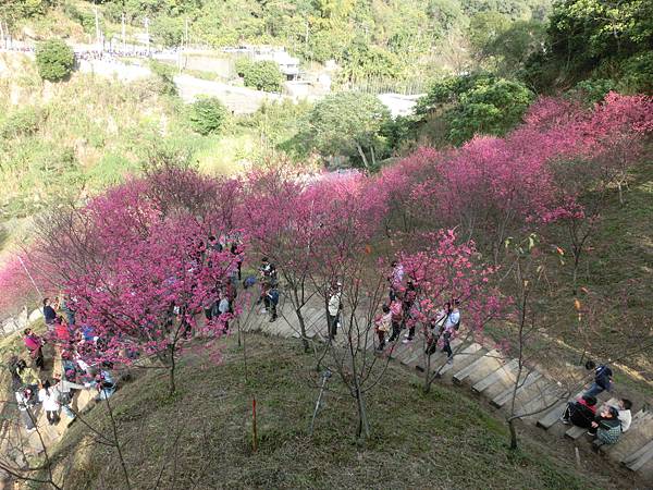 CIMG1894.JPG CIMG1894.JPG