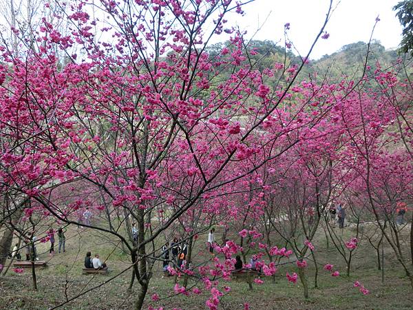 CIMG1907.JPG CIMG1907.JPG