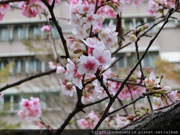 CIMG2197.JPG CIMG2197.JPG