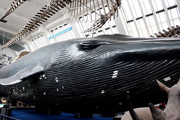 轻旅行 [英国] 伦敦 London @ 自然史博物馆 Na