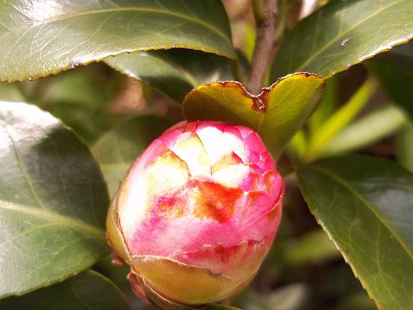 茶花-含苞待放.jpg 茶花-含苞待放.jpg