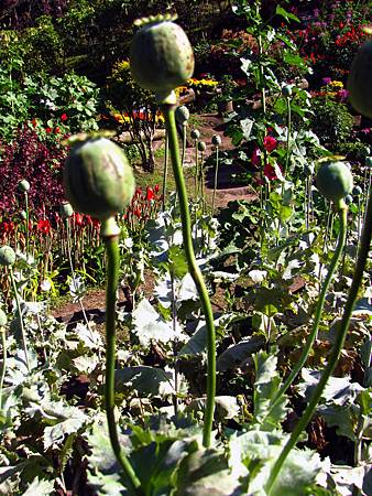 IMG_2381 IMG_2381