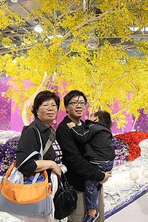 由蝴蝶蘭組合成的樹林..