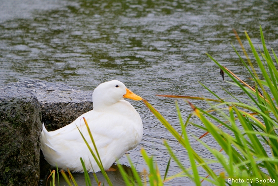 D3-5 圓山公園 (8).jpg D3-5 圓山公園 (8).jpg