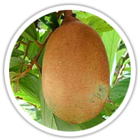 古布阿蘇果油-1