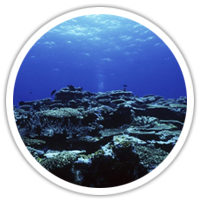 實物圖擷取-深海(海鮫油) 實物圖擷取-深海(海鮫油)