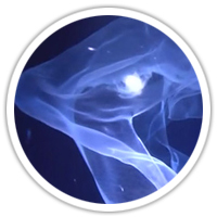 實物圖擷取-深海異形(海鮫油)