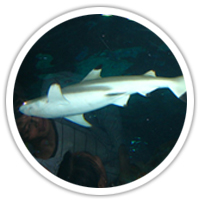 實物圖擷取-深海鯊(海鮫油) 實物圖擷取-深海鯊(海鮫油)