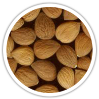 實物圖擷取-杏仁(植物固醇)