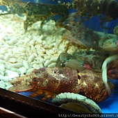 戰車(蟬蝦) 戰車(蟬蝦)