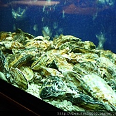 日本兵庫縣生蠔 日本兵庫縣生蠔