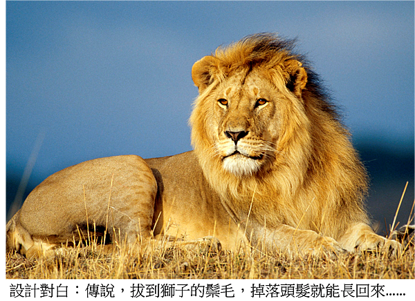 獅子頭髮 獅子頭髮