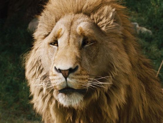 aslan3