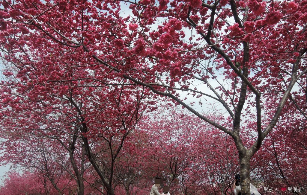 01_2015台中櫻花.JPG 01_2015台中櫻花.JPG