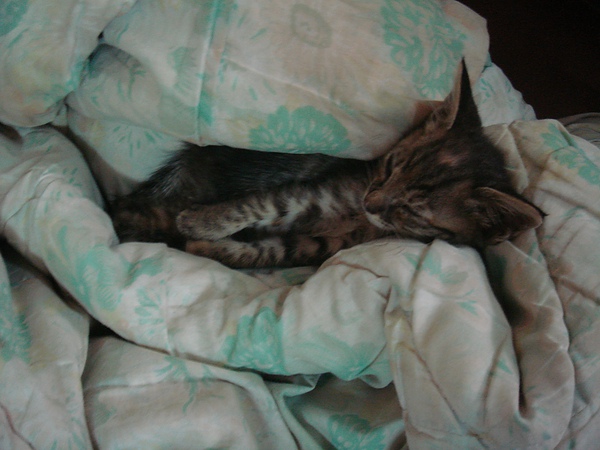 在睡覺(噓 別吵醒他).JPG