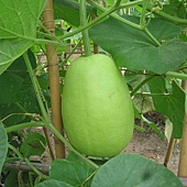 在枝頭上的蒲瓜〈'11.05.25攝〉.JPG 在枝頭上的蒲瓜〈'11.05.25攝〉.JPG