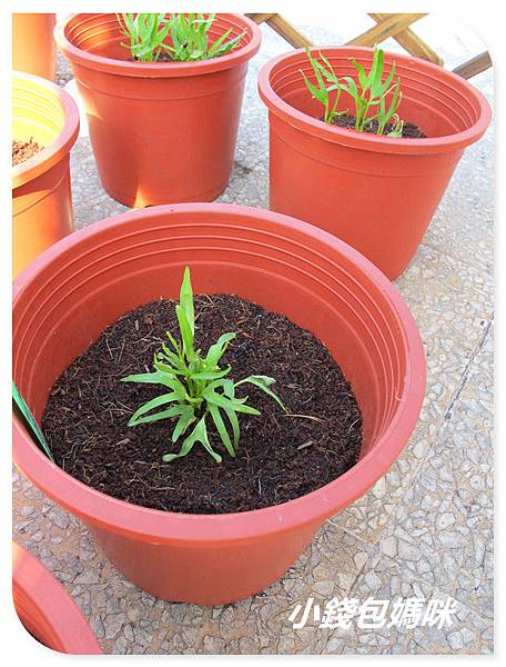 IMG_6351_副本.jpg IMG_6351_副本.jpg