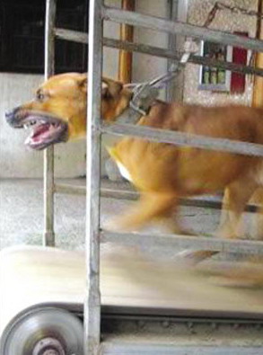 狗的跑步機 狗的跑步機