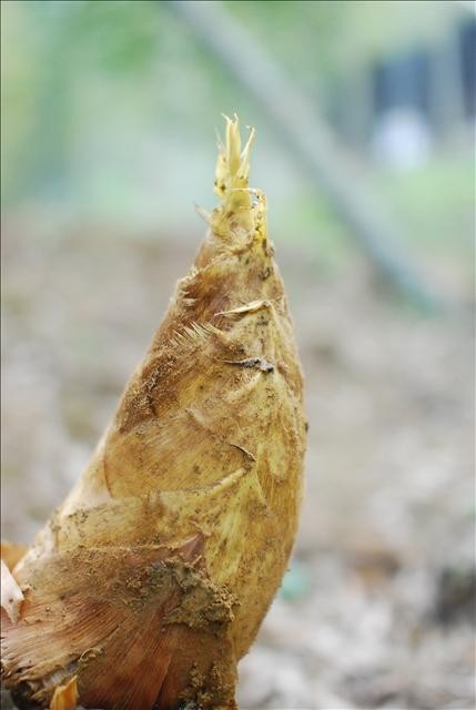 南投縣竹山鄉 孟宗筍 徐仲的飲食文化研究