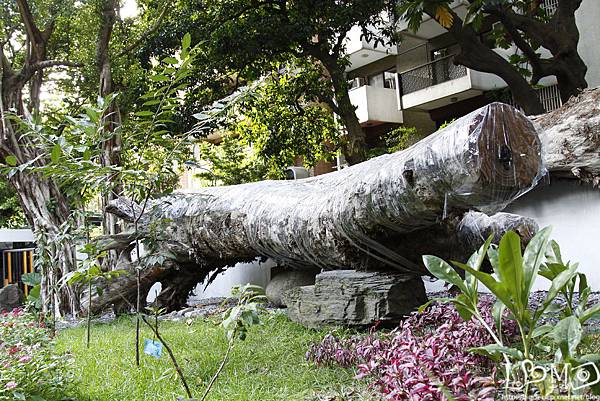 _MG_5564.JPG _MG_5564.JPG