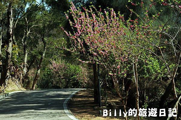 馬祖東莒-桃花31.JPG