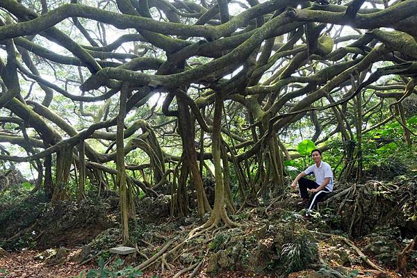 遇見柴山九龍榕 遇見柴山九龍榕