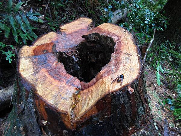 樹洞中的虎頭蜂巢已摘除 樹洞中的虎頭蜂巢已摘除