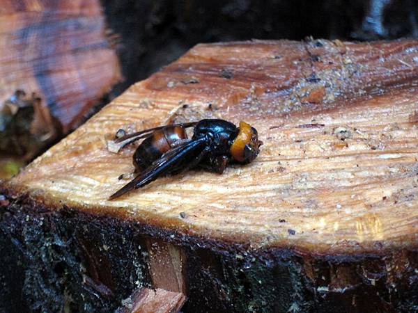中華大虎頭蜂 中華大虎頭蜂