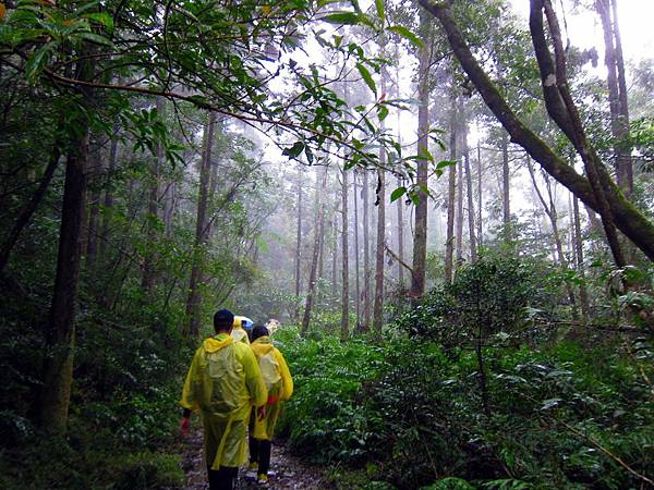 染上水霧的浸水營古道 染上水霧的浸水營古道