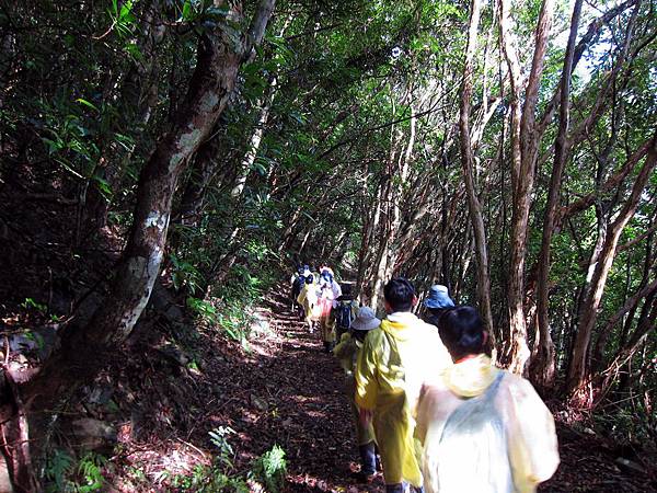 陽光灑落浸水營古道 陽光灑落浸水營古道