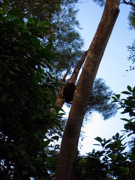 螞蟻窩掛在樹上 螞蟻窩掛在樹上