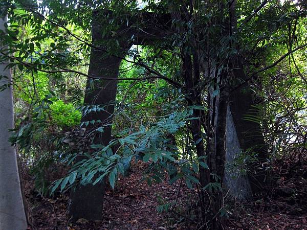舊姑子崙吊橋遺跡 舊姑子崙吊橋遺跡